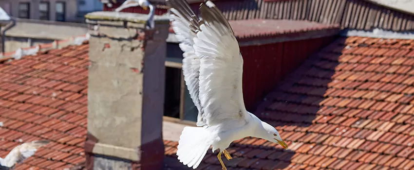 Residential Chimney Animal Removal Solution in Hays, KS